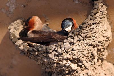 Cliff Swallows building nest