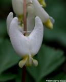 Dutchmans Breeches