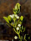 Mistletoe (w/ fruits)