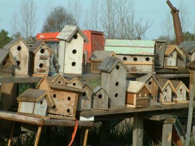 For the Birds