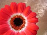 MINIATURE GERBERA