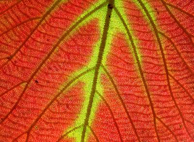 leaf1-1000_Image027.jpg