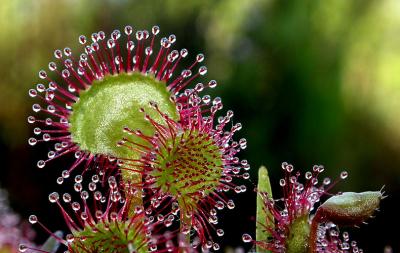 sundew-1000_Image022_p.jpg