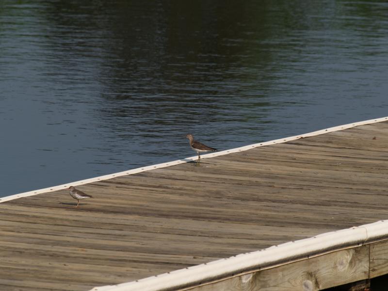Birds watching for fish from the boat dock