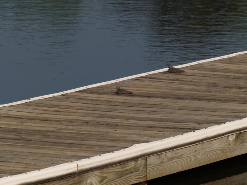birds resting on boat dock