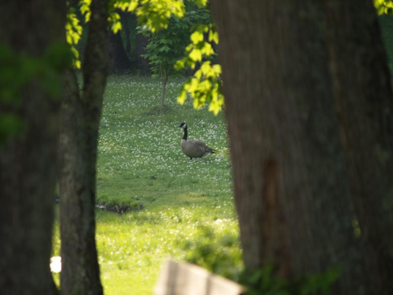 Mother Goose