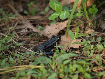 Frog looking for dinner