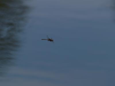 Dragon Fly in flight
