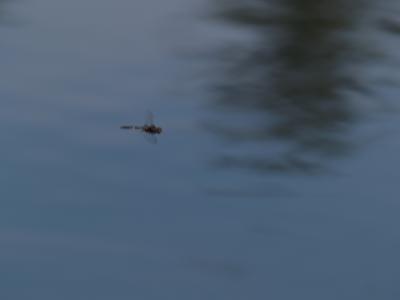 Dragon Fly still flying