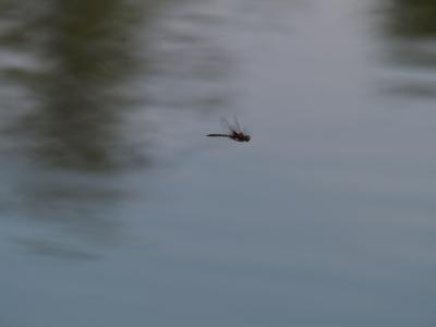 Dragon Flying more flying