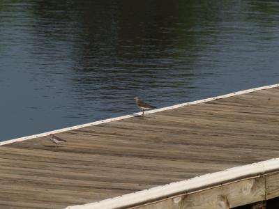 Birds watching for fish from the boat dock