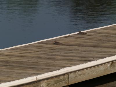 birds resting on boat dock