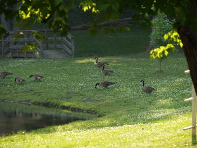 goose family