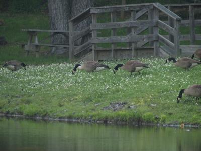 family grazing in the grass