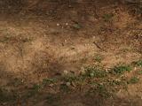 grounded Dragon Fly