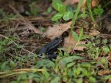 Frog looking for dinner