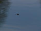Dragon Fly in flight