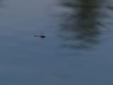 Dragon Fly still flying