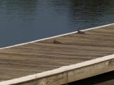 birds resting on boat dock