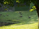 goose family