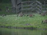 family grazing in the grass
