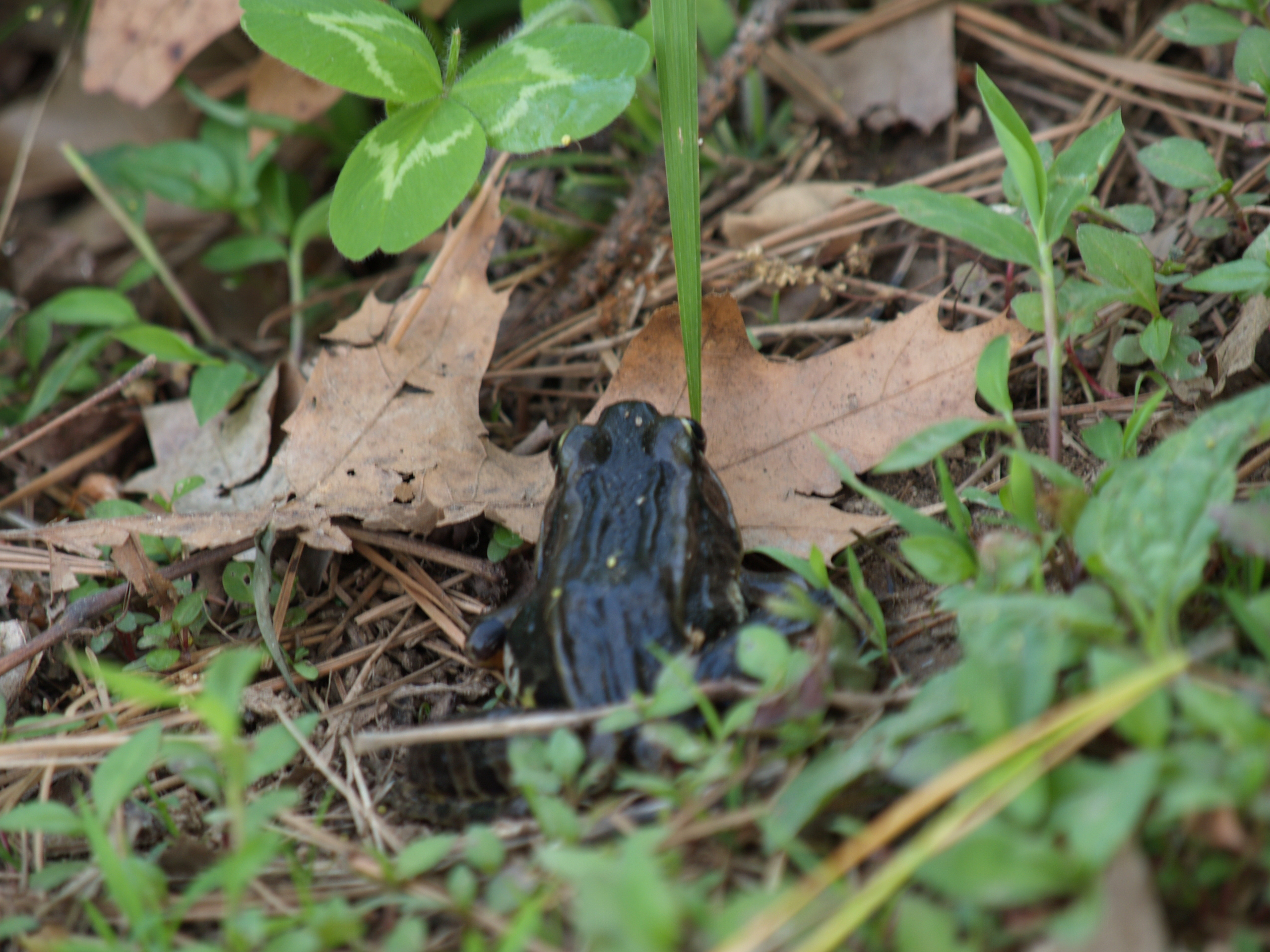 frog still looking for dinner