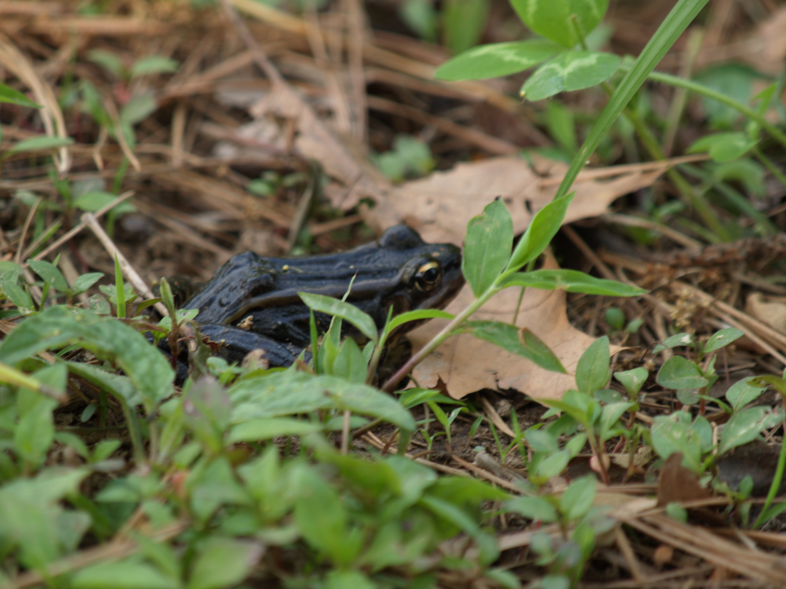 frog/profile still looking for dinner