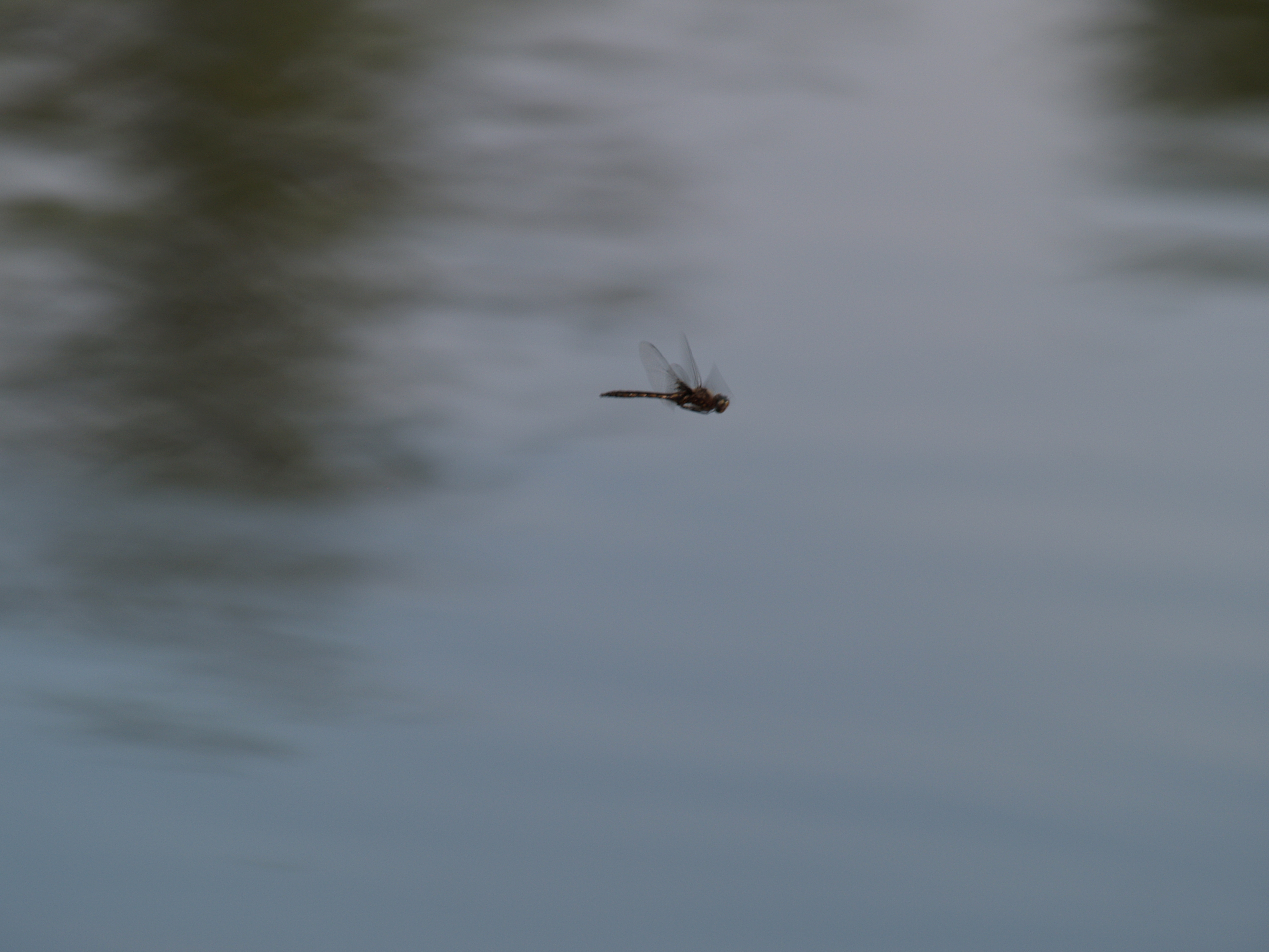 Dragon Flying more flying