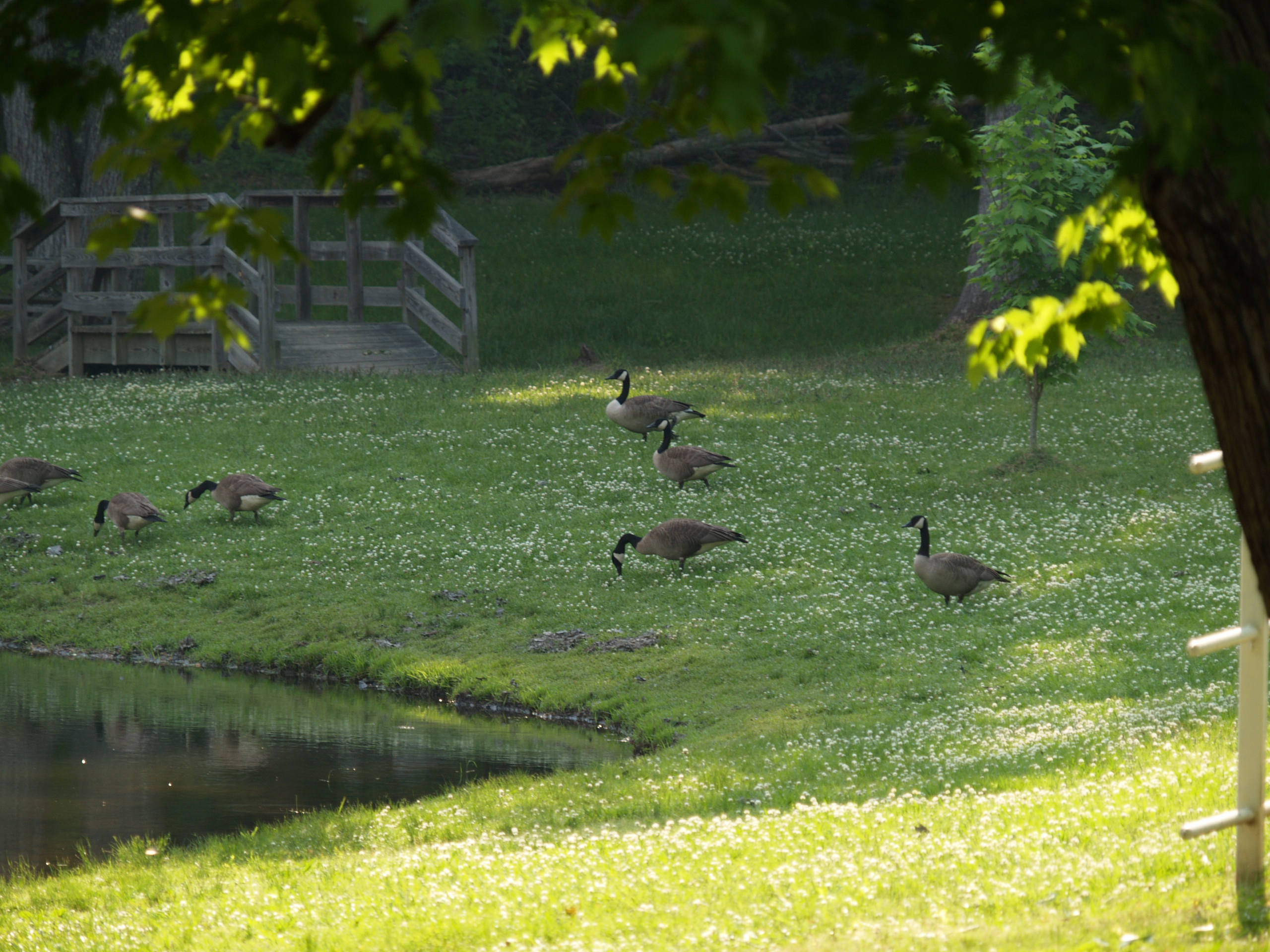 goose family
