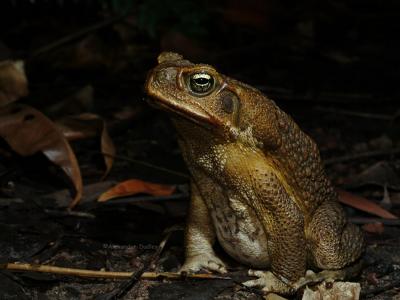 Cane Toad, Rhinella marinus