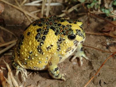 Australian Ground Frogs- Family Limnodynastidae