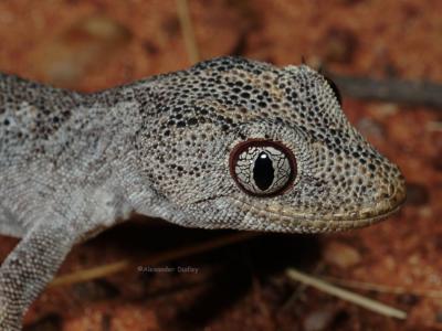 Northern Spiny-tailed gecko, Strophurus ciliaris