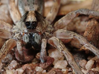 Kakadu Wolf Spider