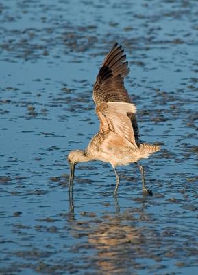 Curlew PAB FB3B0256.jpg