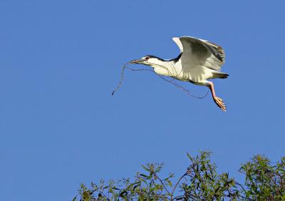 Black crowned night heron FB3B9682_rsz.jpg