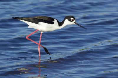 Black necked stilt FB3B9642_rsz.jpg