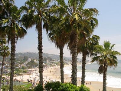 Palm Trees And The Beach