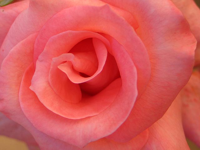 Pink Rose