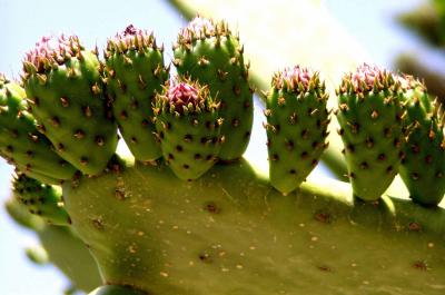 cactus .jpg