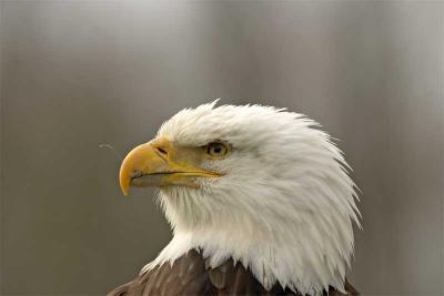 baldeagle.jpg