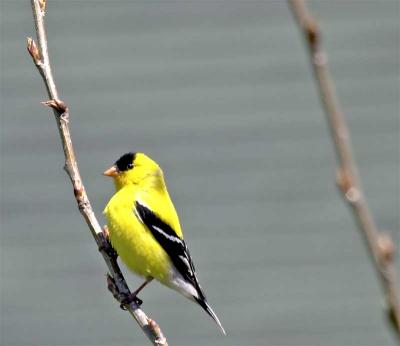 goldfinch.jpg