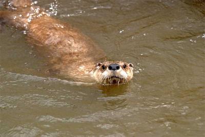 otter.jpg