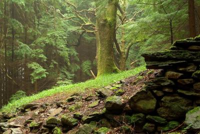 Wet and misty, Trawscoed, Mountain Ash.