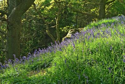 Bluebell glade, Mountain Ash.