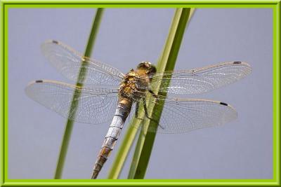Libellule 2