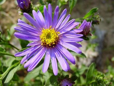 les_fleurs_bleu