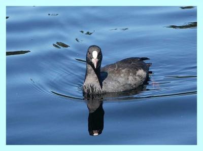 Foulque
