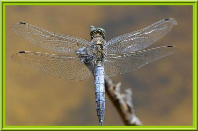 Orthtrum rticul (Orthetrum cancellatum), mle.
