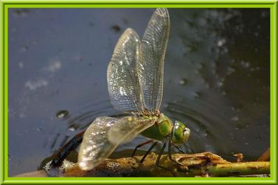 Libellule