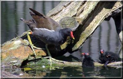 Poule d'eau  tendresse